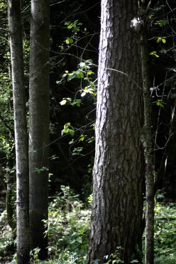 Boğaz ağaçları makro arka plan yüksek kalite