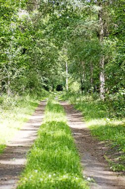 Vahşi orman arka plan yüksek kalitede yol