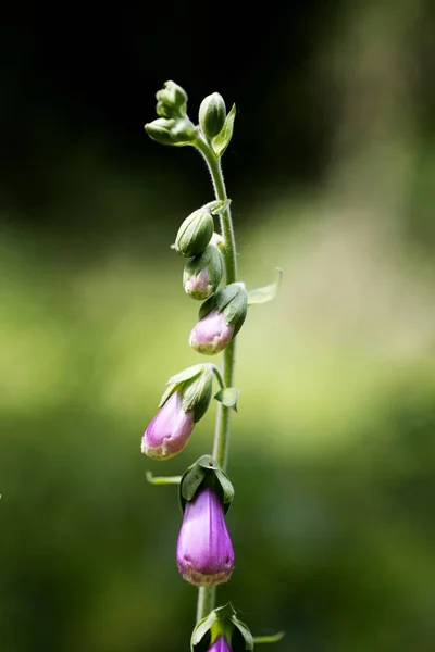 Wild flower Purpurea digitalis Plantaginaceae family macro background high quality — Stock Photo, Image