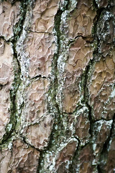 Träd bark makro bakgrund hög kvalitet — Stockfoto