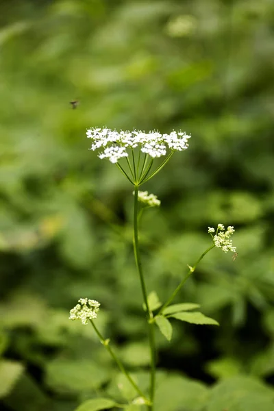 Macro fleur sauvage Aegopodium podagraria ashweed Apiace famille fond de haute qualité — Photo