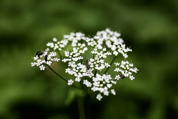 Flor macro silvestre Aegopodium podagraria ashweed Familia Apiace fondo alta calidad — Foto de Stock