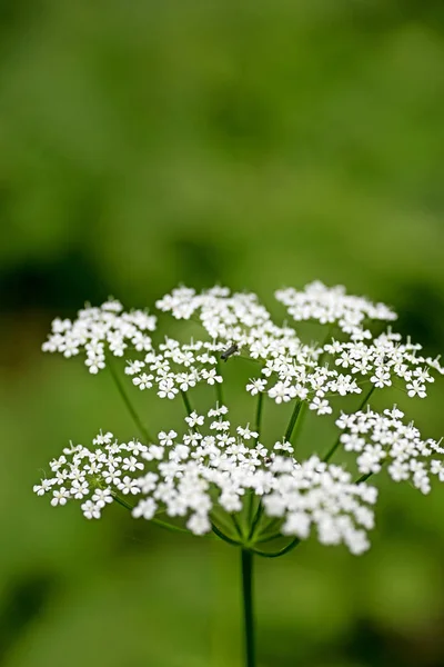 Vahşi makro çiçek Aegopodium podagraria ashweed Apiace aile arka plan yüksek kalite