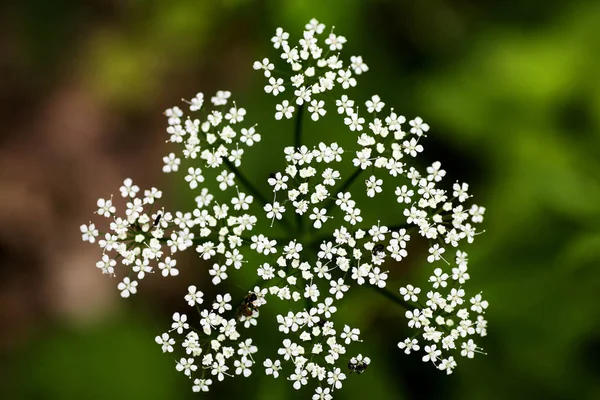 Macro fleur sauvage Aegopodium podagraria ashweed Apiace famille fond de haute qualité — Photo