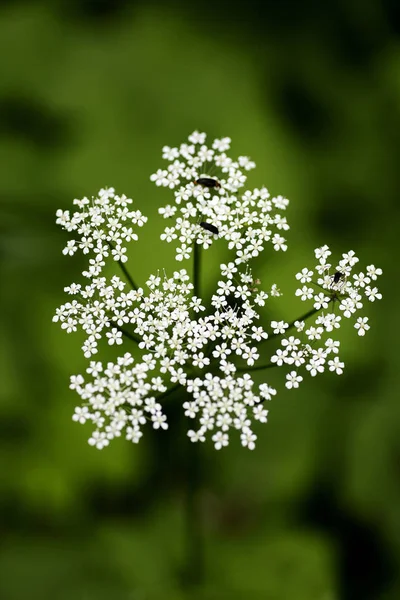 Macro fleur sauvage Aegopodium podagraria ashweed Apiace famille fond de haute qualité — Photo