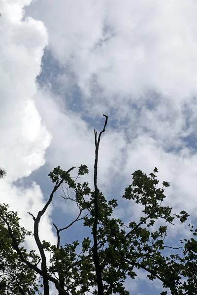 Hojas vs cielo con nubes de fondo de alta calidad — Foto de Stock