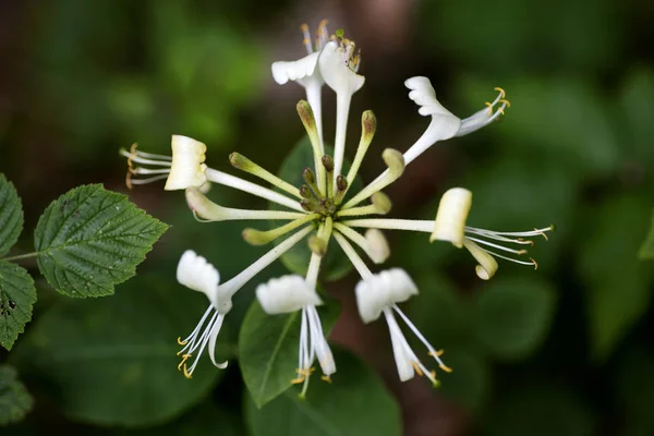 Çiçek Lonicera Etrusca Santi Hanımeli makro Hanımeligiller aile arka plan yüksek kalite