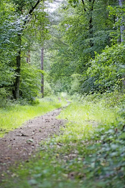 Дорога на фоні дикого лісу висока якість — стокове фото