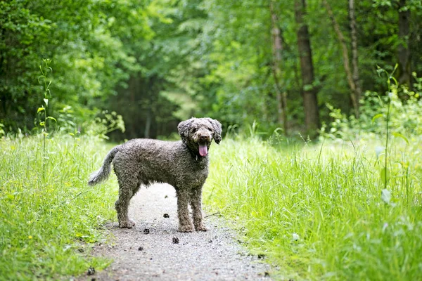 Orman lagatto romagnolo arka plan yüksek kalitede kahverengi köpek portre