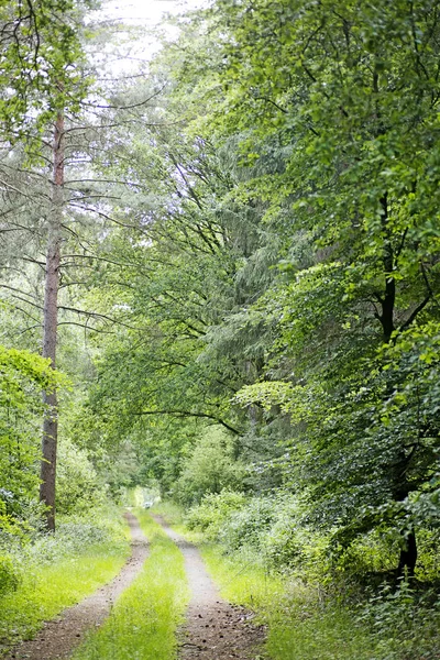 Дорога на фоні дикого лісу висока якість — стокове фото