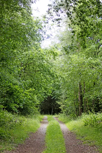 Route en forêt sauvage fond de haute qualité — Photo