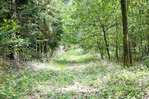 Estrada em floresta selvagem fundo de alta qualidade — Fotografia de Stock