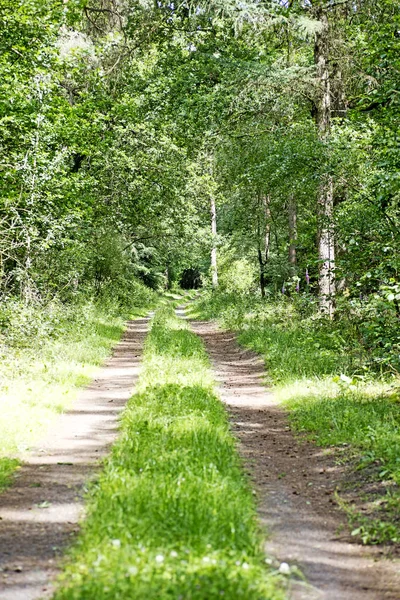 Дорога на фоні дикого лісу висока якість — стокове фото