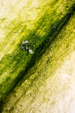 Eski duvarlar makro soyut arka plan yüksek kalitede çizgiler