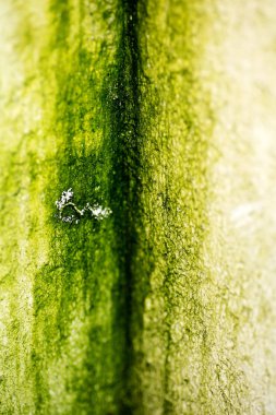 Eski duvarlar makro soyut arka plan yüksek kalitede çizgiler