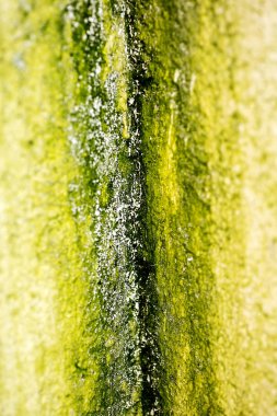 Eski duvarlar makro soyut arka plan yüksek kalitede çizgiler