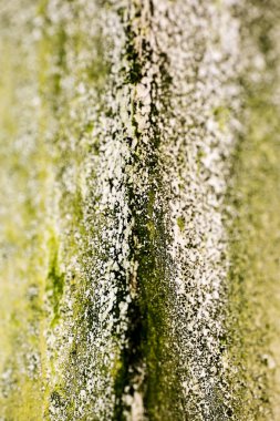 Eski duvarlar makro soyut arka plan yüksek kalitede çizgiler