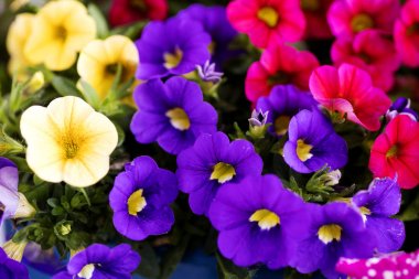 Viola Tricolor çiçek Johnny çalıştırmak Violaceae aile makro arka plan yüksek kalite