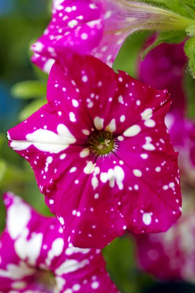 Petunia axillaris Brittone Solanaceae čeleď na pozadí květinových květů vysoká kvalita — Stock fotografie