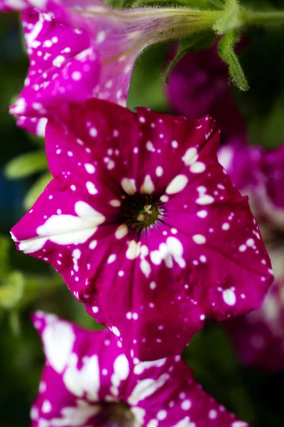 Petunia axillaris britton Solanaceae familia macro flor fondo alta calidad — Foto de Stock