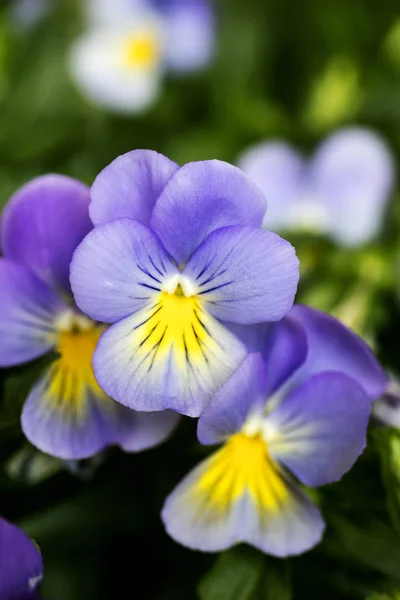 Viola tricolor flower Johnny run up Violaceae family macro background high quality — Stock Photo, Image