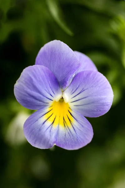 Viola tricolor Blume johnny laufen bis violaceae Familie Makro Hintergrund hohe Qualität — Stockfoto