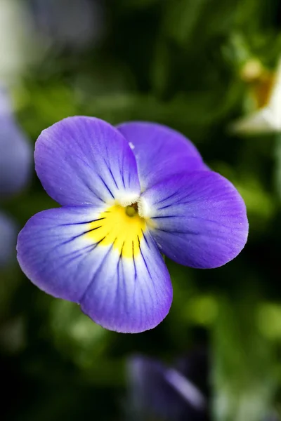 Viola tricolor flower Johnny run up Violaceae family macro background high quality — Stock Photo, Image