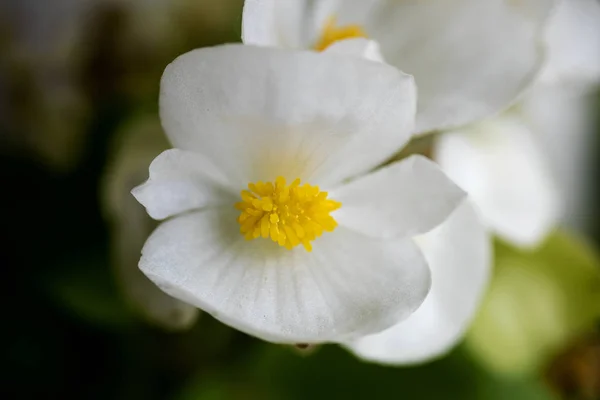 Begonia white macro flower background high quality — Stock Photo, Image