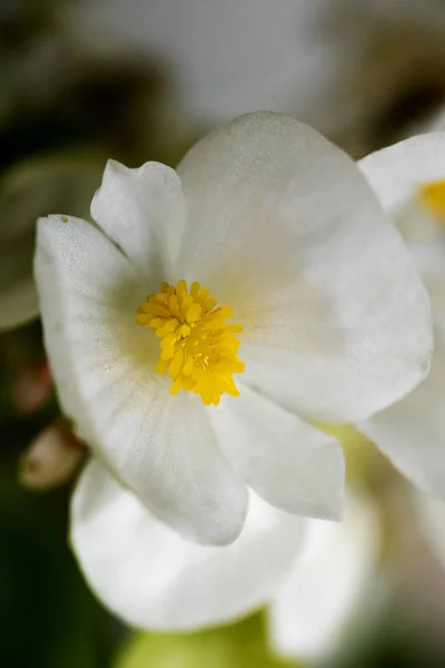 海棠白色宏观花背景高品质 — 图库照片