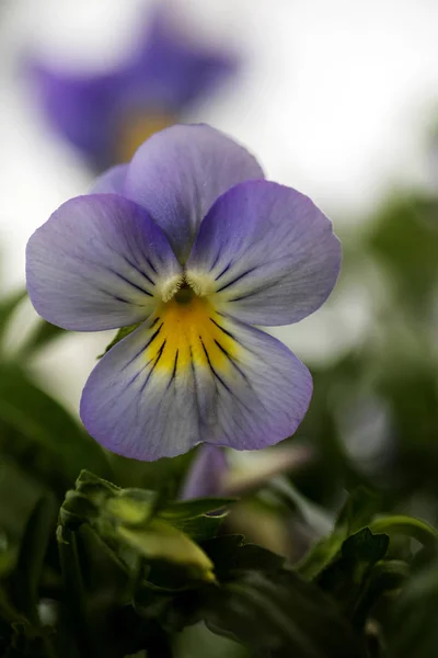 Viola tricolor Blume johnny laufen bis violaceae Familie Makro Hintergrund hohe Qualität — Stockfoto