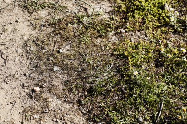 Toprak arka plan duvar kağıtları yüksek kaliteli baskılar.