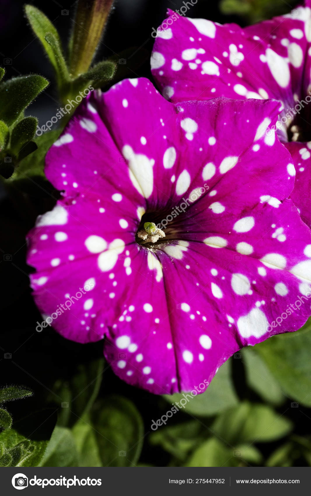 Petunia Axillaris Purple Flower With White Wild Flower Background Fine Art In High Quality Prints Products Stock Photo C Bakalaerozzphotography Yahoo Com 275447952