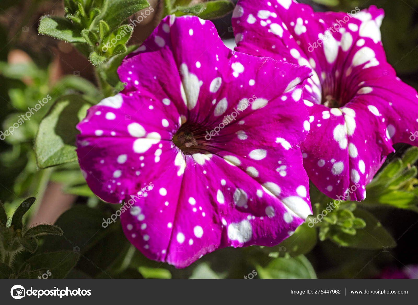 Petunia Axillaris Purple Flower With White Wild Flower Background Fine Art In High Quality Prints Products Stock Photo C Bakalaerozzphotography Yahoo Com 275447962