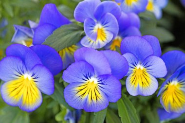 Yüksek kaliteli baskılar ürünleri Viyola üç renkli arka plan güzel sanatlar