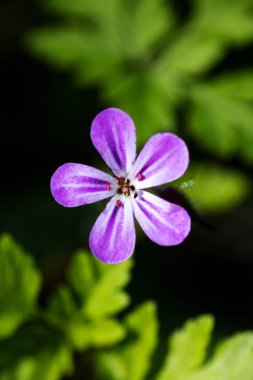Mor yabani çiçek arka plan yüksek kaliteli baskılar ürünleri güzel sanatlar