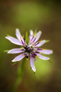 Yüksek kaliteli baskılar ürünleri Amazing yabani çiçek arka plan güzel sanatlar
