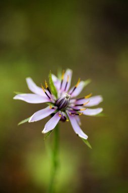 Yüksek kaliteli baskılar ürünleri Amazing yabani çiçek arka plan güzel sanatlar