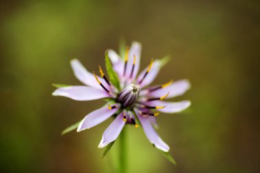 Yüksek kaliteli baskılar ürünleri Amazing yabani çiçek arka plan güzel sanatlar