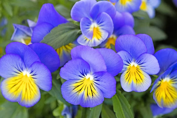 Yüksek kaliteli baskılar ürünleri Viyola üç renkli arka plan güzel sanatlar