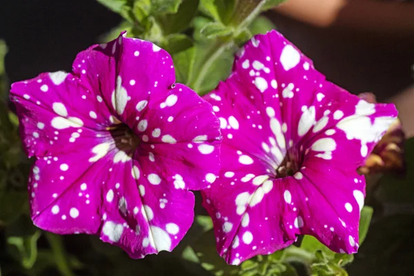 Petunia axillis 紫色花与白色野花背景美术在高品质的印刷产品 — 图库照片