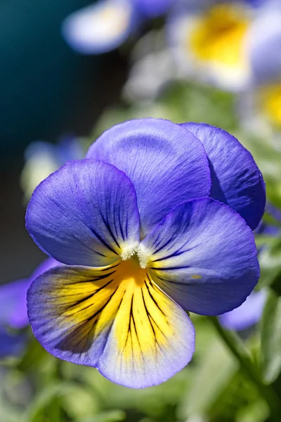 Viola tricolor fundo arte fina em produtos de impressões de alta qualidade — Fotografia de Stock