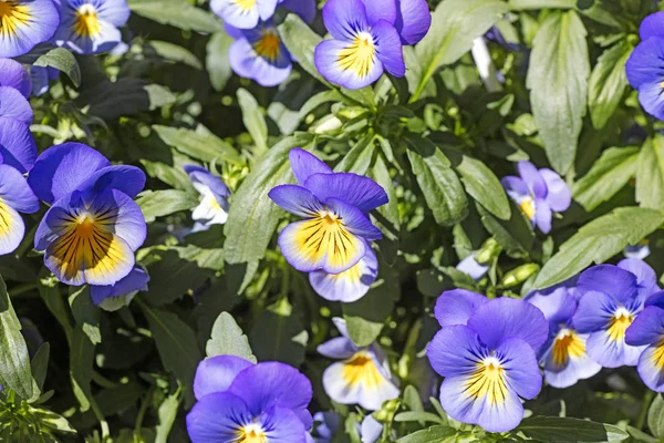 Viola tricolor background fine art in high quality prints products — Stock Photo, Image