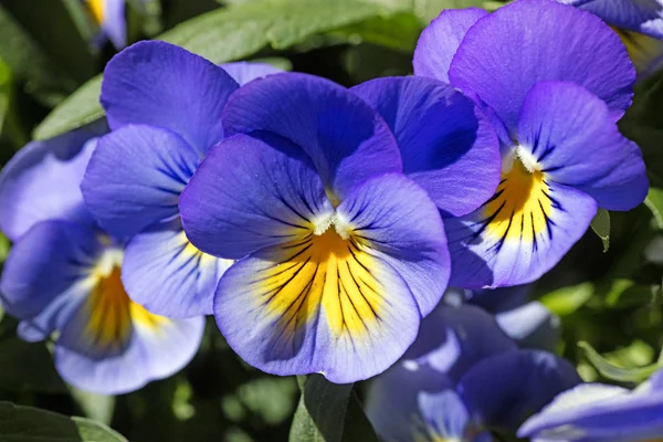 Viola tricolor background fine art in high quality prints products — Stock Photo, Image