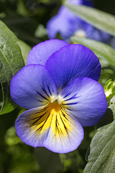 Viola tricolore fond beaux-arts dans les produits d'impression de haute qualité — Photo