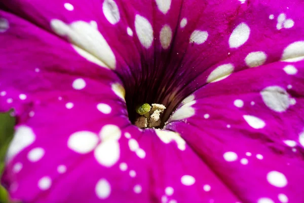 Petia axillaris fialová květinka s bílým pozadím s bílou květinou a výtvarnými obrazy — Stock fotografie