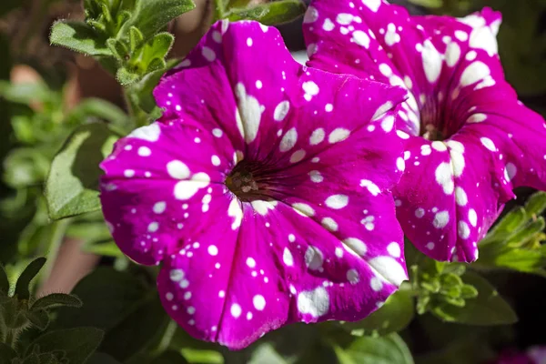 Petunia axillaris yüksek kaliteli baskılar ürünleri beyaz yabani çiçek arka plan güzel sanatlar ile mor çiçek