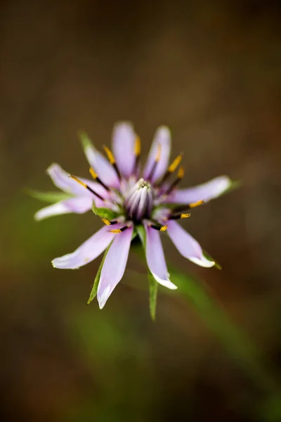 Amazing Wild Flower bakgrund Fine Art i högkvalitativa utskrifter produkter — Stockfoto