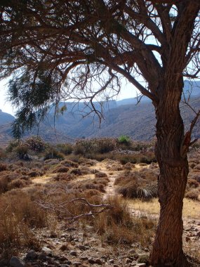 Karoumes plaj Kreta ada arka plan güzel sanat tatlı yolu