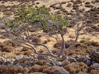 Karoumes plaj Kreta ada arka plan güzel sanat tatlı yolu