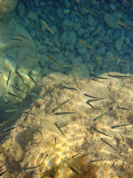 Piccoli pesci sulla spiaggia macro sfondo carta da parati stampe fini — Foto Stock